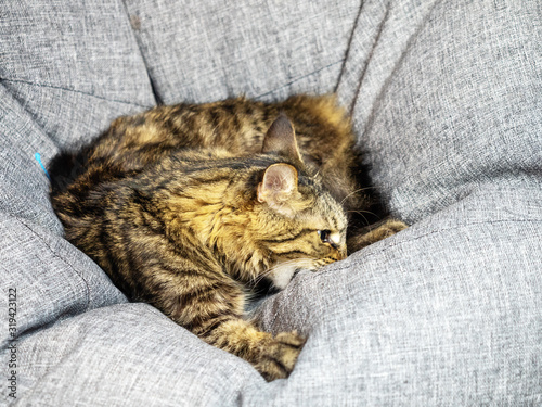 Beautiful pet cat with beautiful color bites gray armchair bag