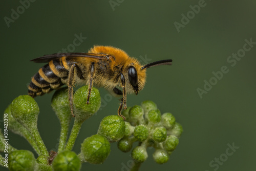 Fototapeta Naklejka Na Ścianę i Meble -  Male Ivy Bee - Colletes hederae