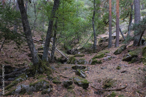 Forest landscape in autumn with green and ocher colors  Bosque de la Herrer  a  El Escorial  Madrid  Spain