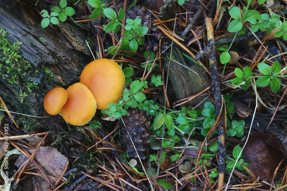 Deep yellow mushrooms with green vegetation next to the roots of a tree Deep yellow mushrooms with green vegetation next to the roots of a tree