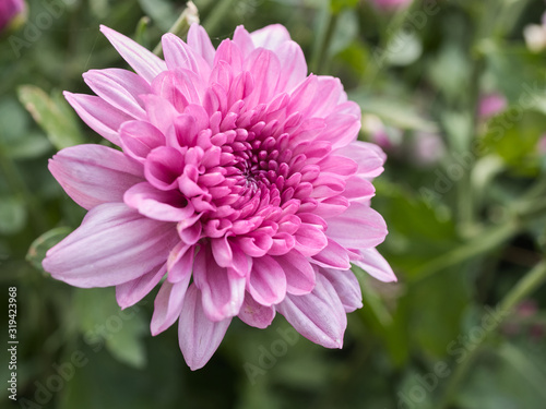 a beautiful close up pink dahlia