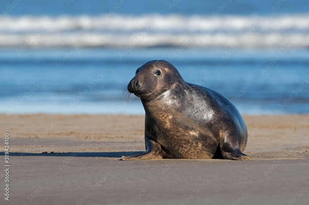 Fototapeta premium Female Atlantic Grey Seal (Halichoerus grypus) on the beach in pupping season