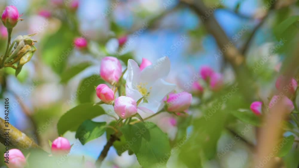 Close up for white apple flower buds on a branch. Closeup on flowering bloom of apple tree blossoming flowers in spring garden. Slow motion. Shallow DOF. Spring day. Blue sky. Close up for white apple flower buds on a branch. Closeup on flowering bloom of apple tree blossoming flowers in spring garden. Slow motion. Shallow DOF. Spring day. Blue sky.