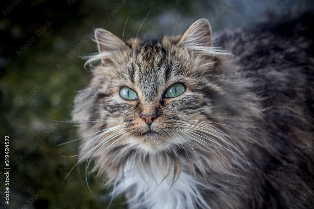 portrait d'un chat à poil long