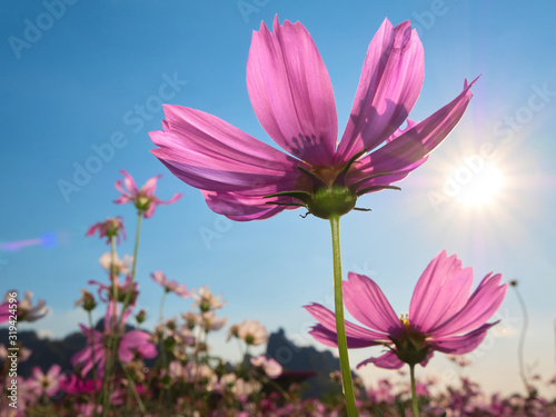 a beautiful cosmos flower in the blue sky