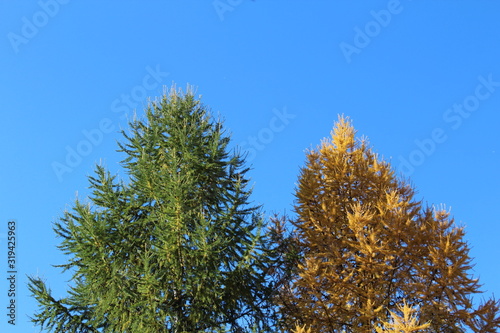green and yellow trees