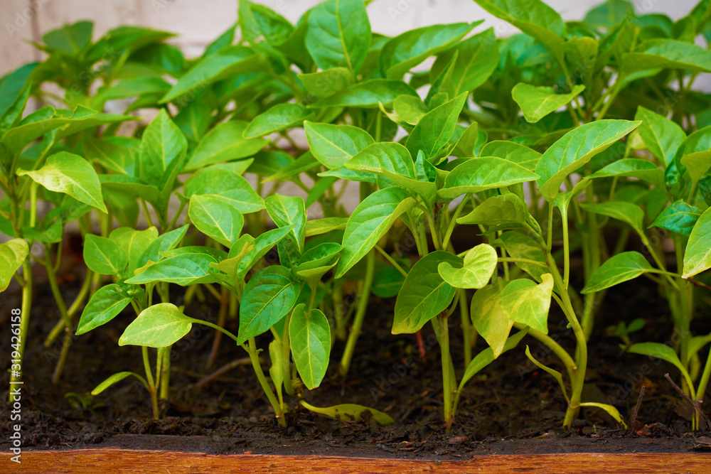 Close-up of tomato seedlings in a wooden box Close-up of tomato seedlings in a wooden box