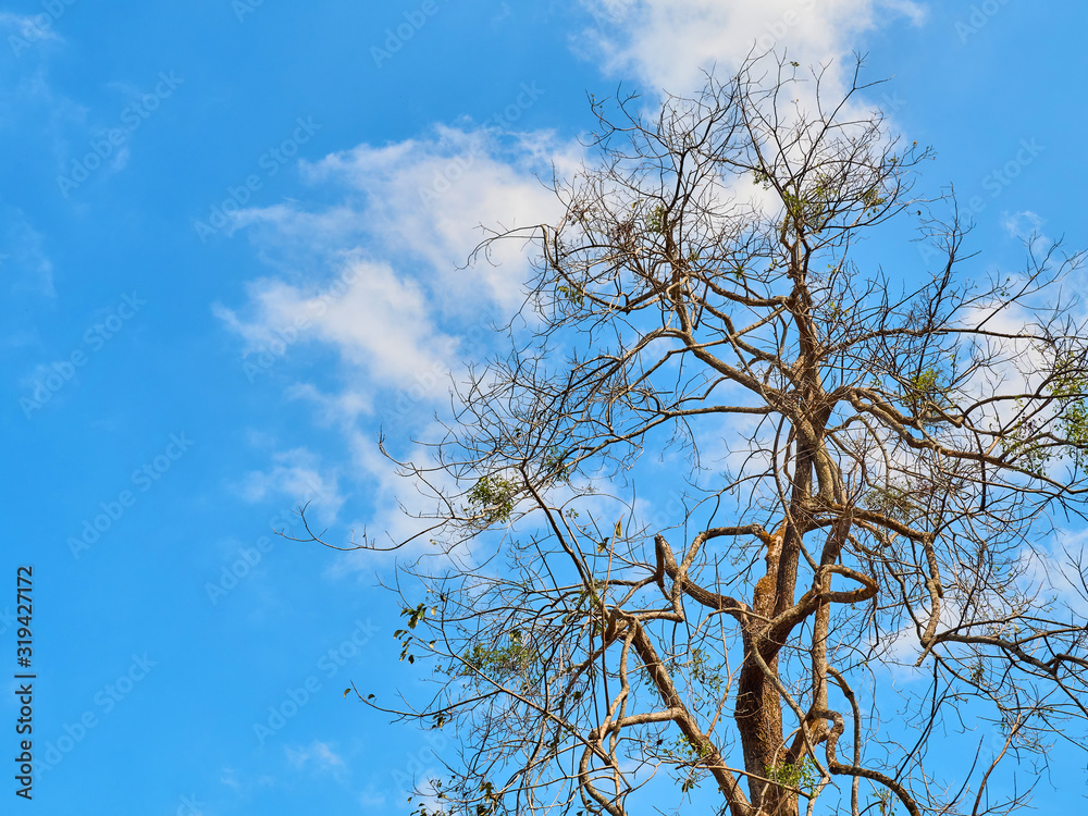 branches in the blue sky background branches in the blue sky background