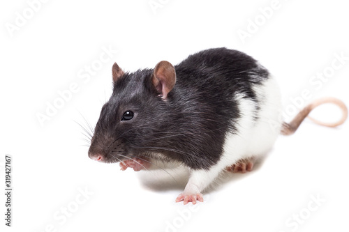  rat isolated on white background