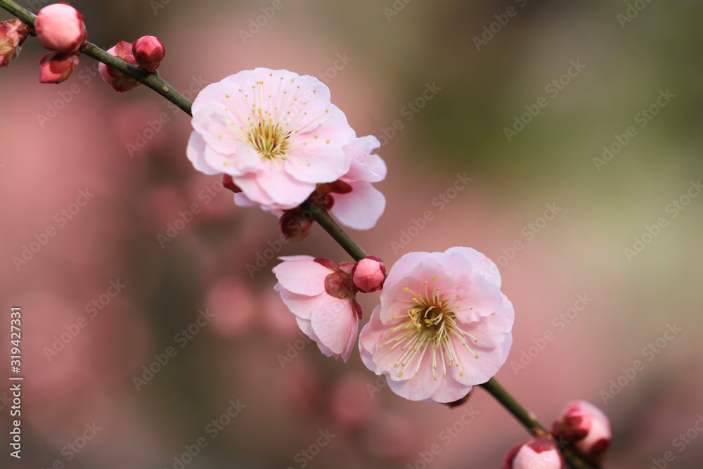 Obraz premium ピンク色の梅の花(見驚)