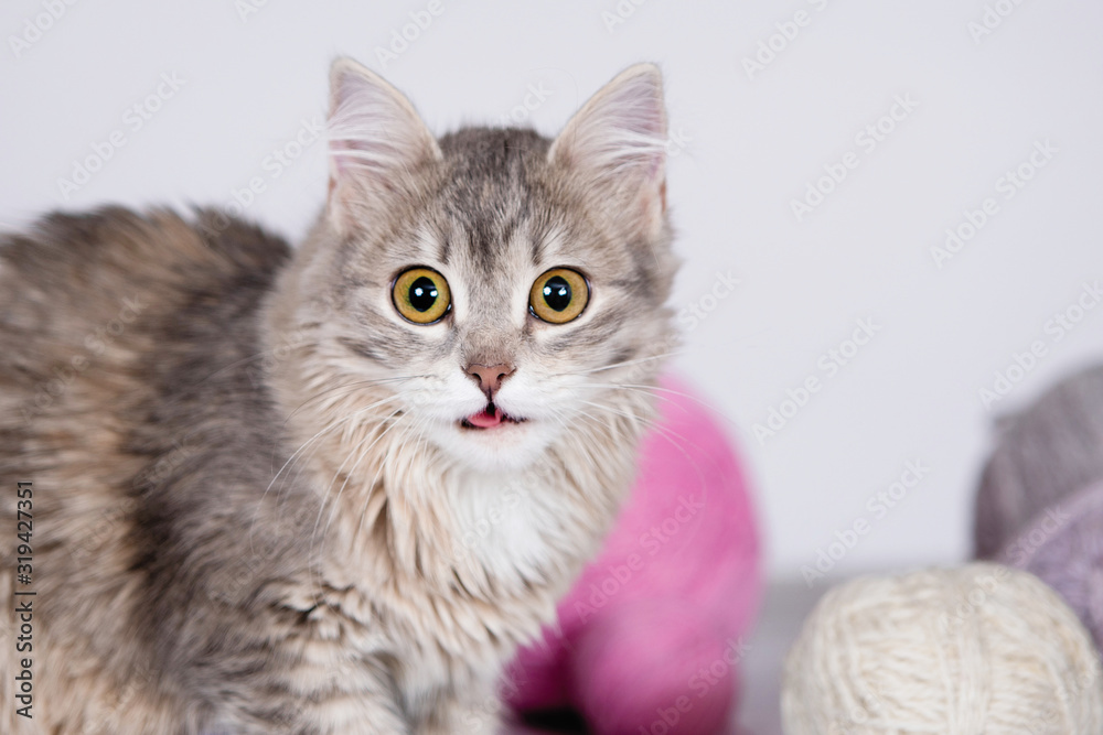 Gray cat and wool ball. Gray cat and wool ball.