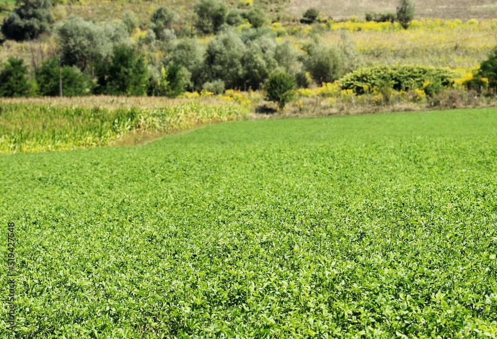 Green clover field on a sunny day. Green clover field on a sunny day.