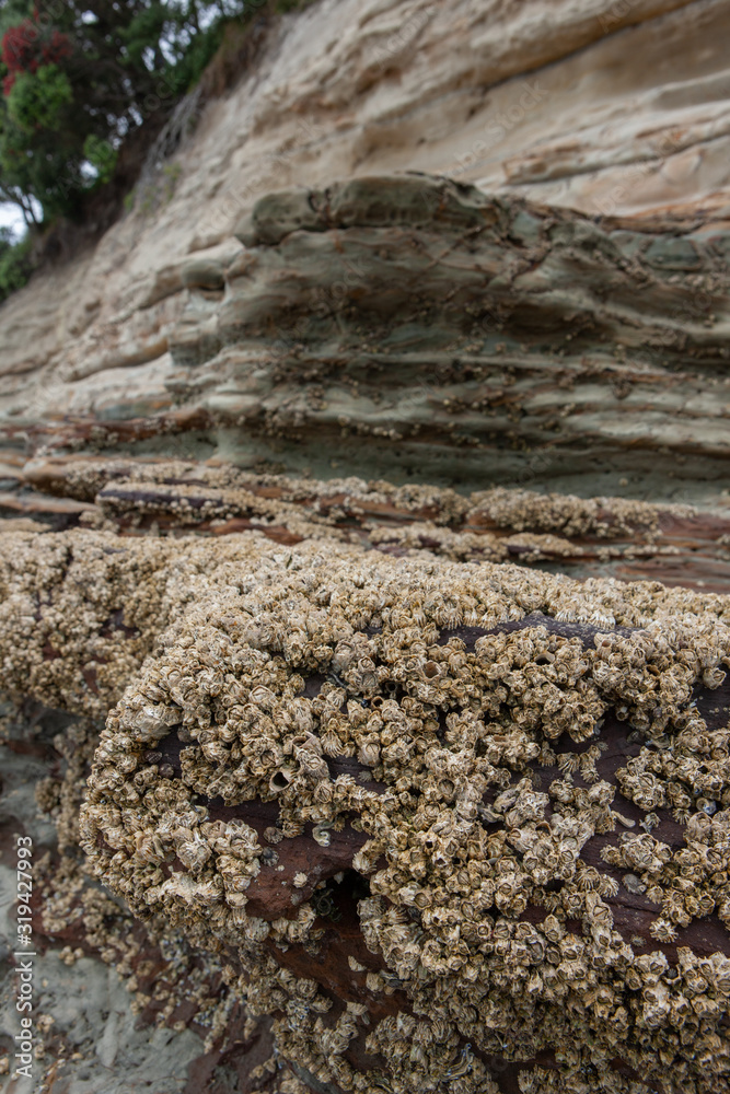 Auckland Takapuna beach. Coast. Earth layers.