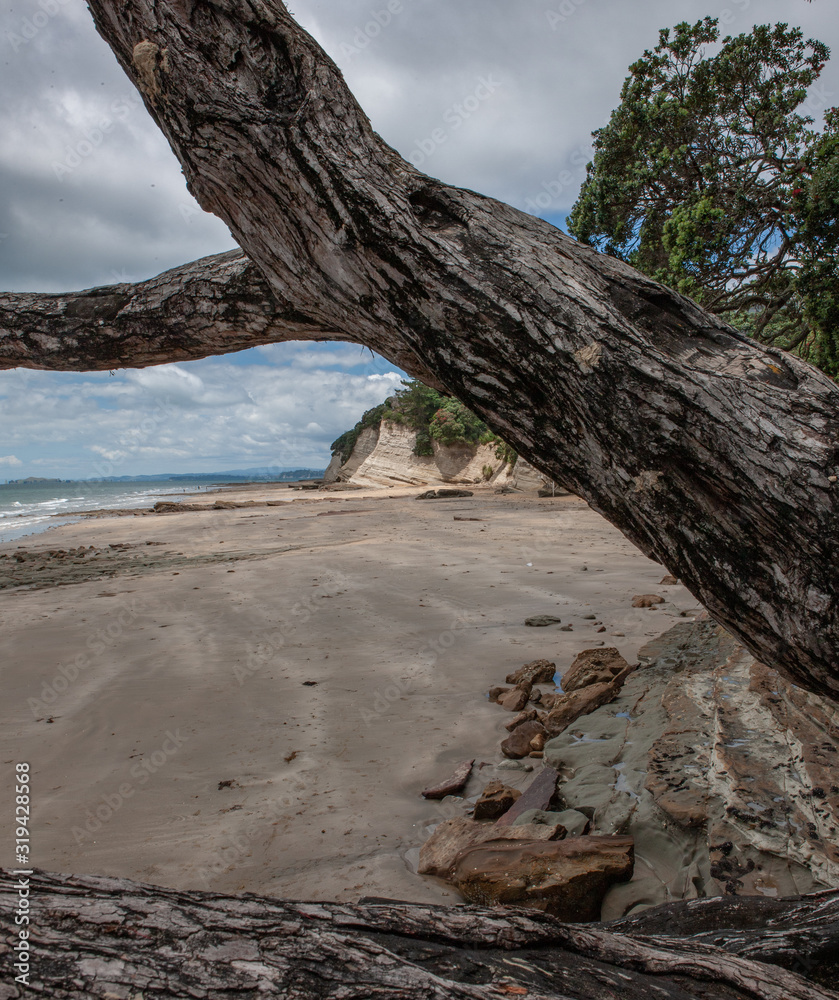 Pohutukawa Auckland Takapuna beach