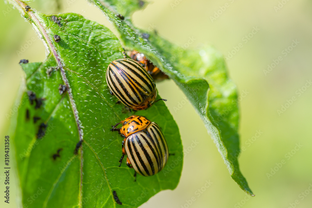 Colorado potato beetles eating potato leaves Colorado potato beetles eating potato leaves