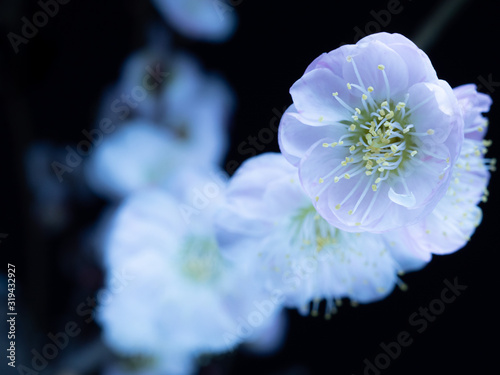 梅の花。クローズアップ写真。 photo