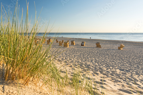 Beach grass next to a beautiful beach in Northern Germany  Sylt  at sunset