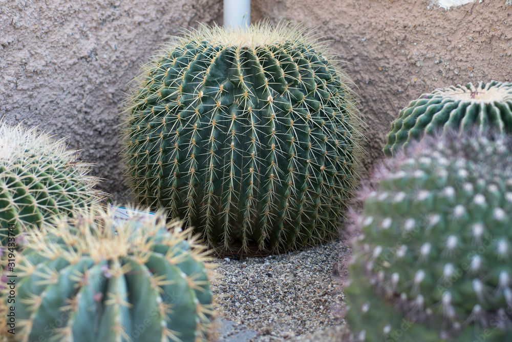 Cactus in the garden Cactus in the garden