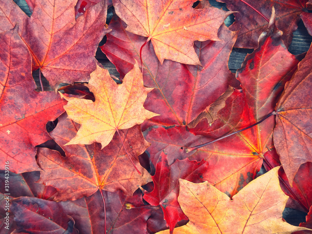 Obraz premium autumn background forest with maple trees and sunny beams