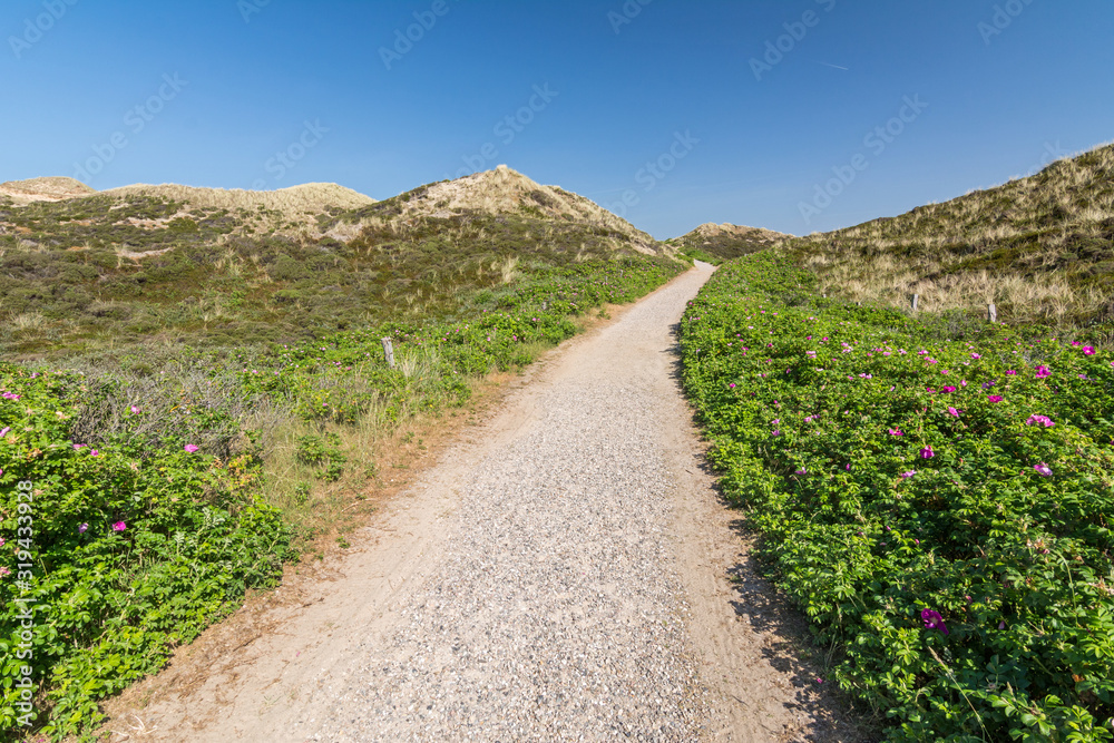 Footpath through the beautiful dunes on the island of Sylt in Northern Germany