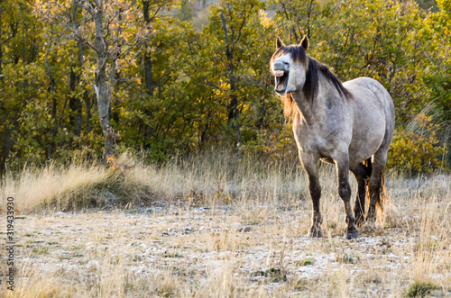 The yawning horse in the morning in nature. Beautiful wild horse portrait. Happy white horse in spring. Funny smiling grey horse on meadow near the forest. 