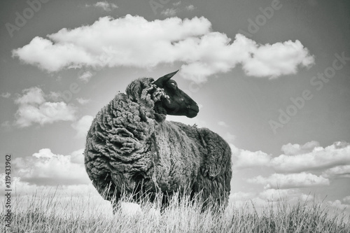 Black and white image, one brown sheep in the grass, photographed from below