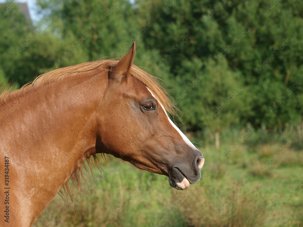 Stallion Headshot