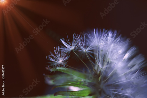 art photo of dandelion seeds close-up on black background