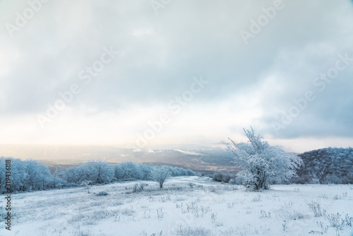 Icy trees in a snowy field