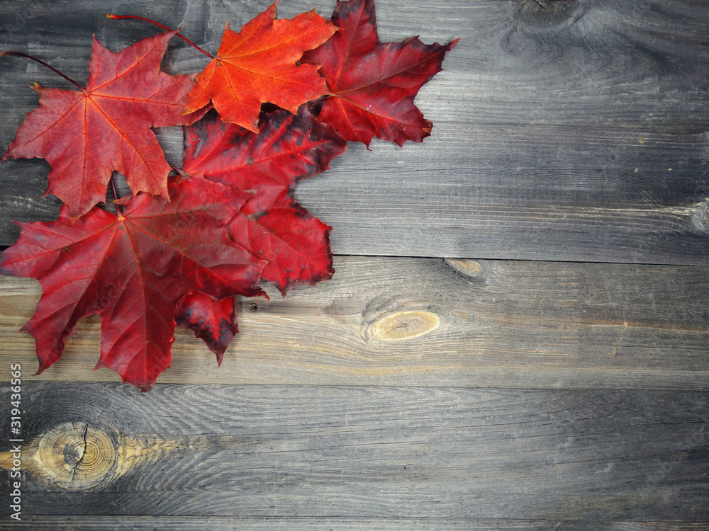 autumn forest with maple trees on wooden background autumn forest with maple trees on wooden background