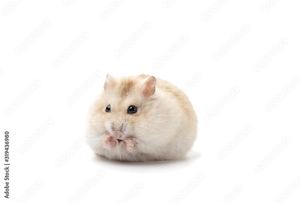 Dwarf fluffy hamster isolated on white background, front view Dwarf fluffy hamster isolated on white background, front view