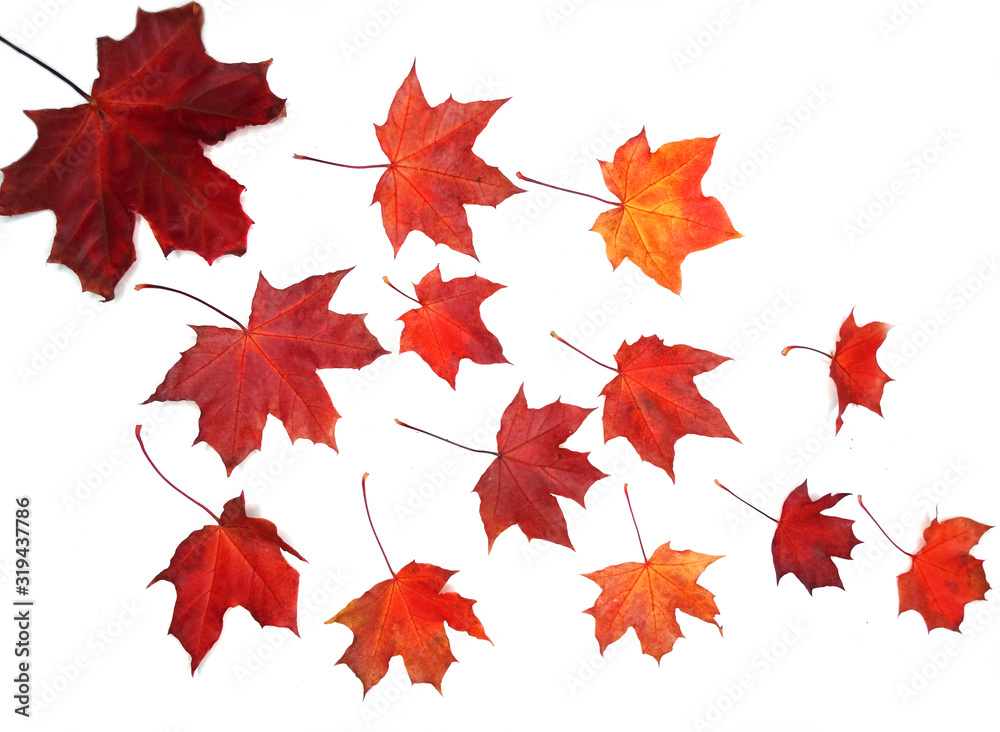 maple leave isolated on white background maple leave isolated on white background