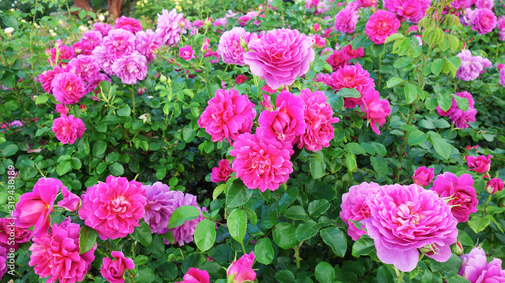 Beautiful blossoming roses background, selective focus