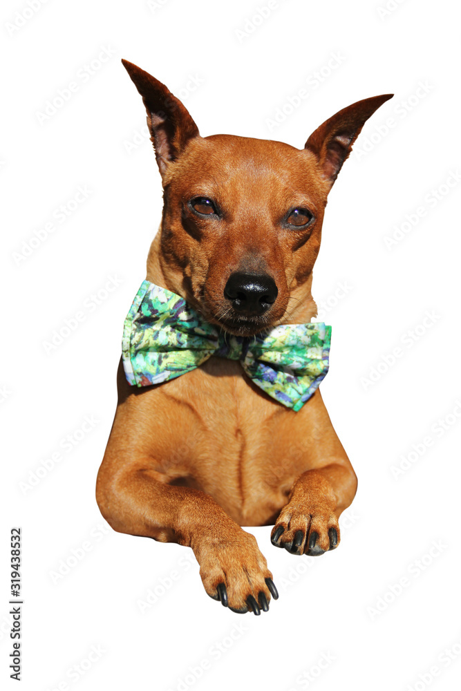 Brown miniature pinscher. Isolated on white background Portrait of a funny artist dog in a bow tie in impressionistic colors. Good for notebooks, calendars, postcards.