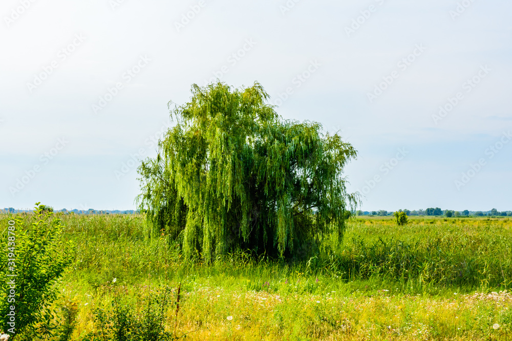 Fototapeta premium Lonely oak tree at a meadow on summer
