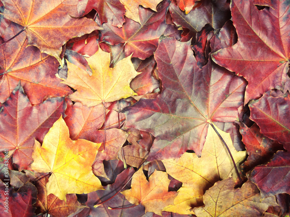 autumn background forest with maple trees and sunny beams autumn background forest with maple trees and sunny beams