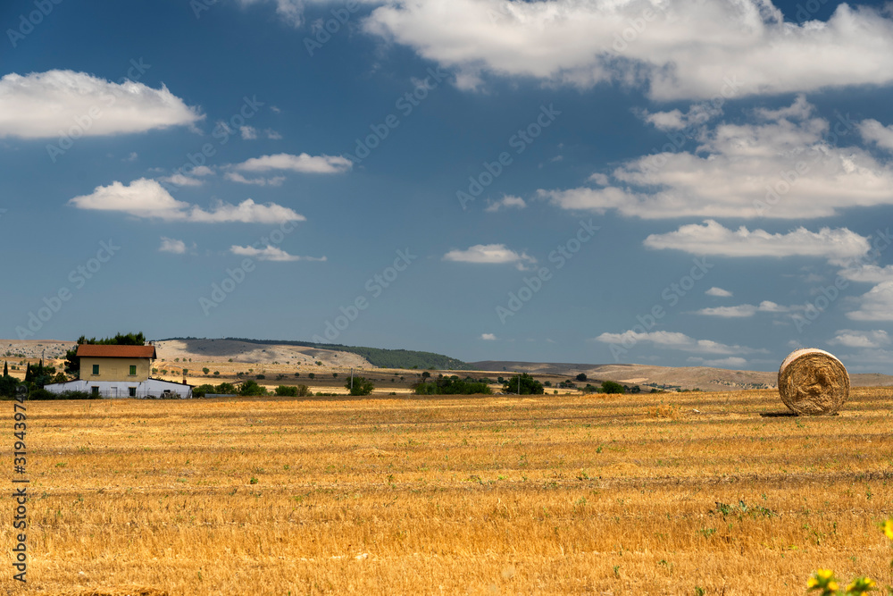 Fototapeta premium Rural landscape in Apulia at summer