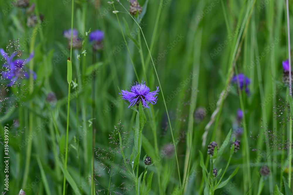wild forest meadow with many flake flowers wild forest meadow with many flake flowers