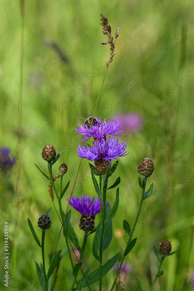 flock flowers on forest meadow with wild bee that collects pollen flock flowers on forest meadow with wild bee that collects pollen