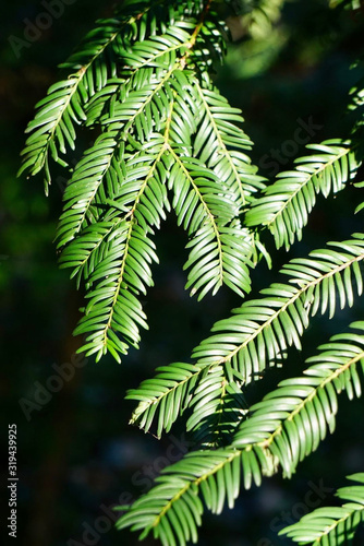 green branch of a tree