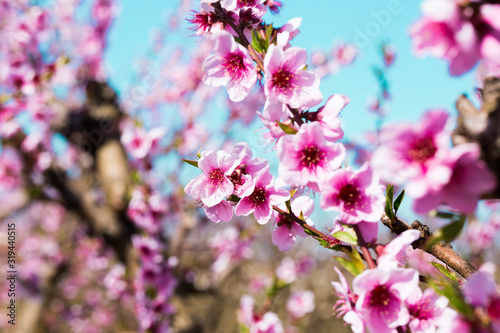 blooming peach trees in spring