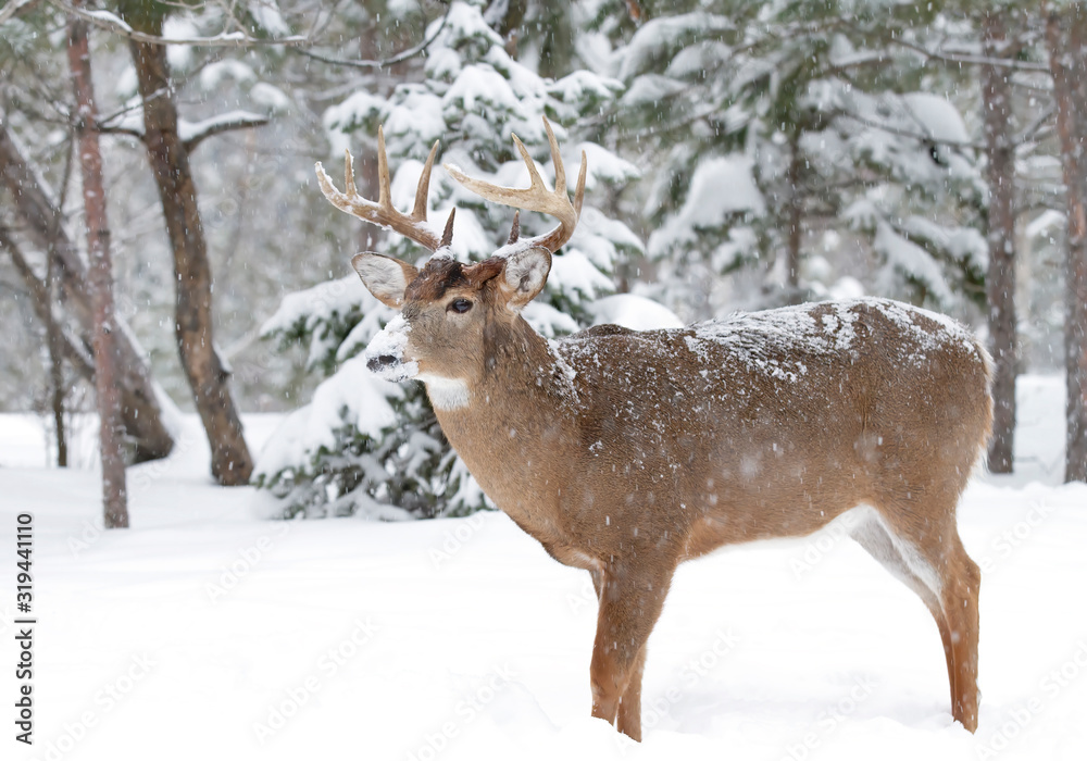 White-tailed deer buck with huge antlers standing in the winter snow in Canada