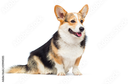 welsh corgi breed dog sitting on a white background