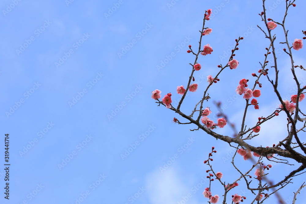 梅の花と青空 梅の花と青空