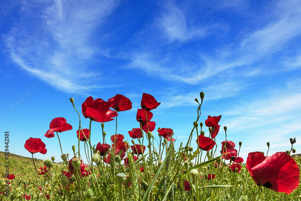 Obraz premium Light clouds in the blue spring sky