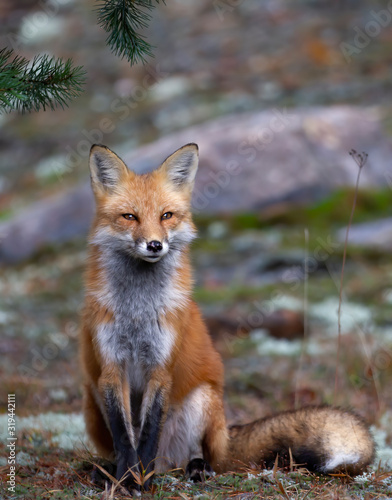 Red fox (Vulpes vulpes) with a bushy tail sitting contently in the forest in autumn in Algonquin Park, Canada  © Jim Cumming