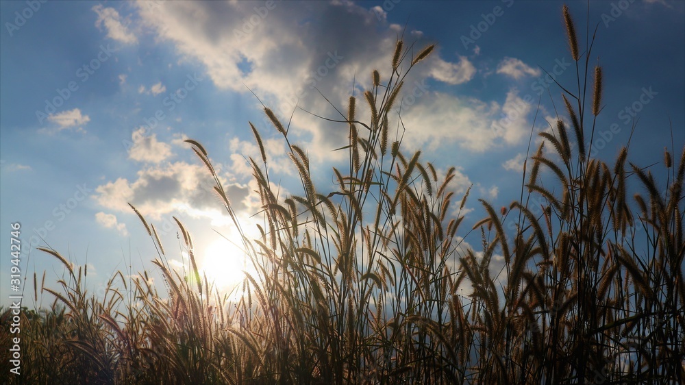 Fototapeta premium dry grass and blue sky
