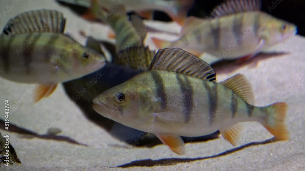 European perch Perca fluviatilis. Underwater shot of mature perch