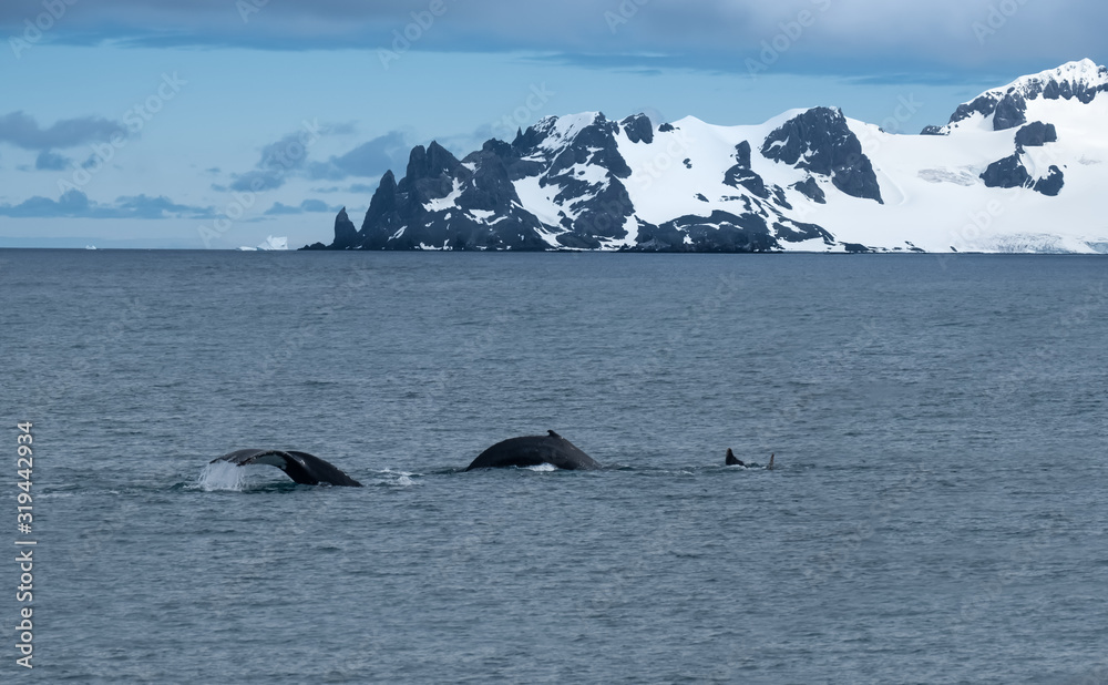 Fototapeta premium A pod of humpback whales feeding on the shores of Greenwich Island, South Shetand Islands, Antartica