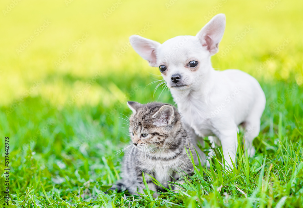 Portrait of a chihuahua puppy and a kitten on green summer grass. Empty space for text